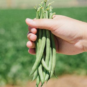 Jade II Bean Seed