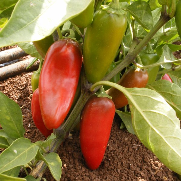 Jalapeno Early Pepper Seed