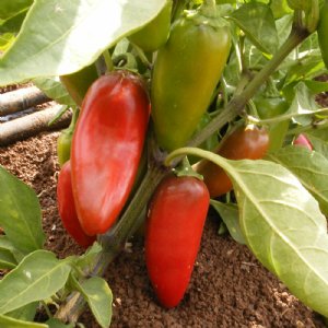 Jalapeno Early Pepper Seed