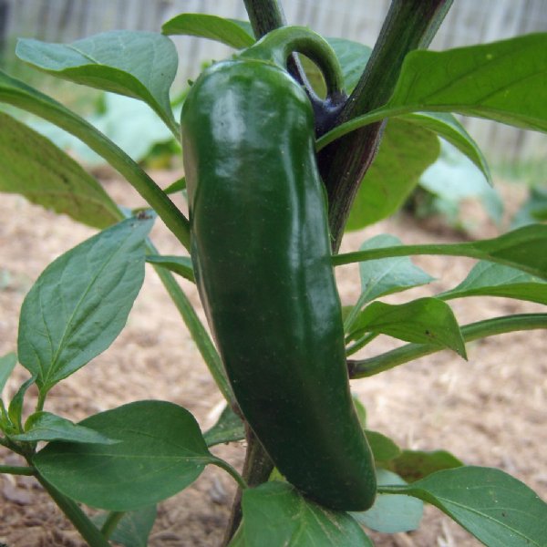 Jalapeno Gigantia Pepper Seed