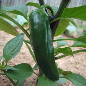 Jalapeno Gigantia Pepper Seed