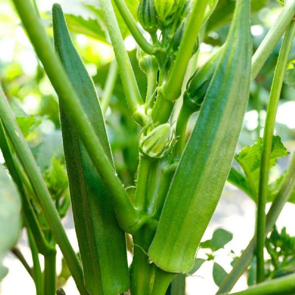 Jambalaya 2.0 Okra Seed