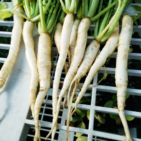 Japanese Minowase Radish Seed