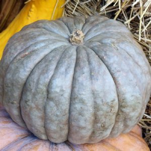 Jarrahdale Pumpkin Seed