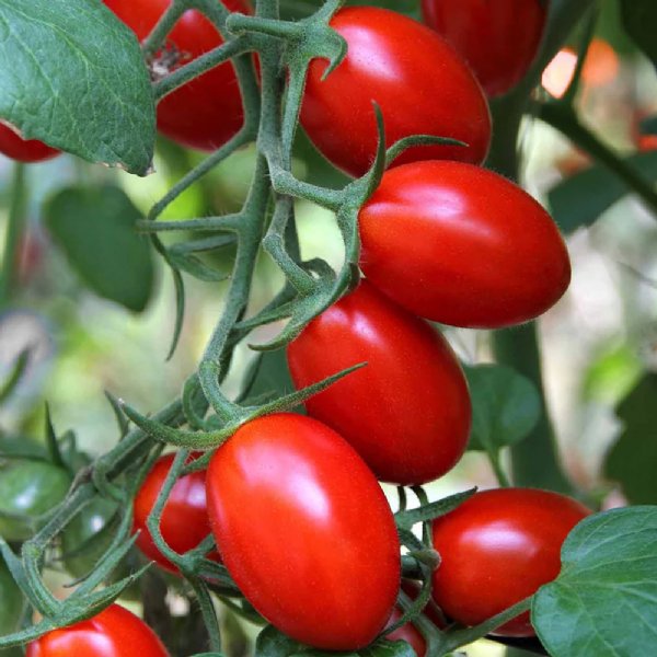 Jelly Bean Tomato Seeds