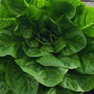 Jericho Lettuce Seed