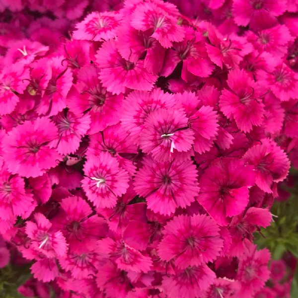 Jolt Cherry Dianthus Seed