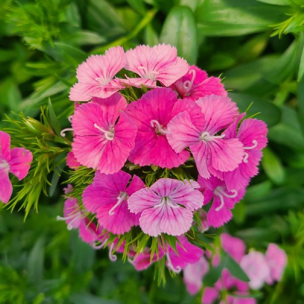 Jolt Pink Magic Dianthus Seed