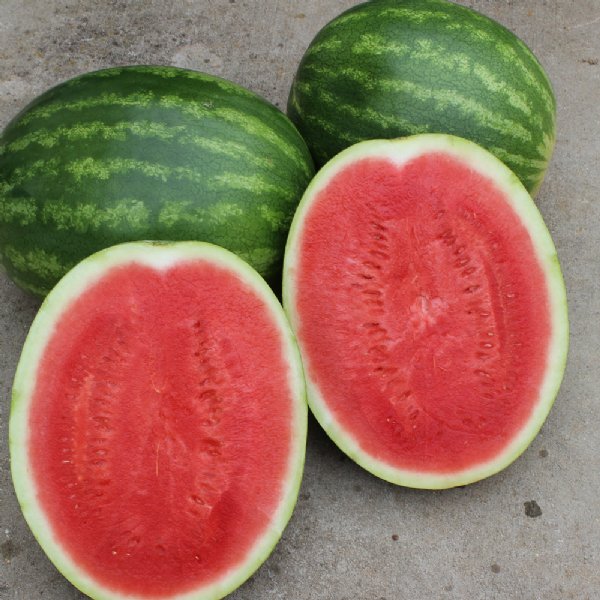 Joy Ride Watermelon Seed