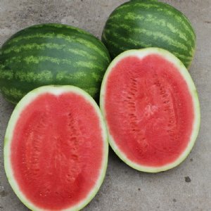 Joy Ride Watermelon Seed