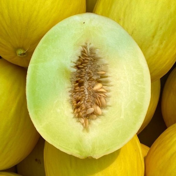 Juane de Canary Cantaloupe Seeds