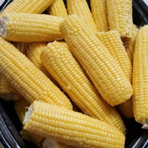 Jubilee Sweet Corn Seed