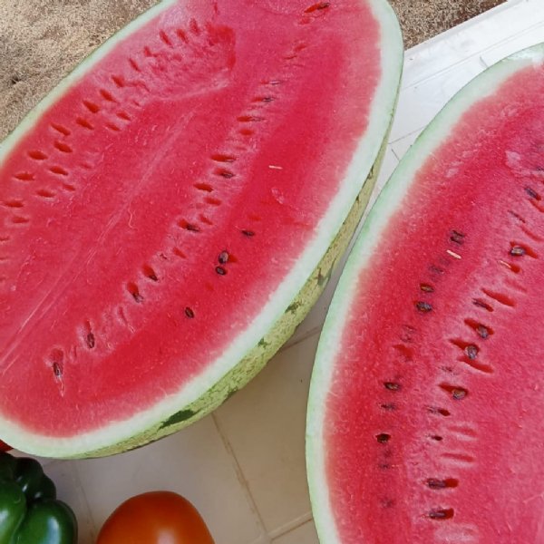 Jubilee Watermelon Seed