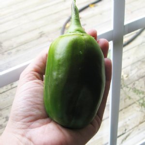 Jupiter Pepper Seed