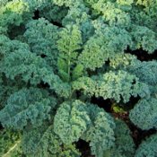 Kale Seeds