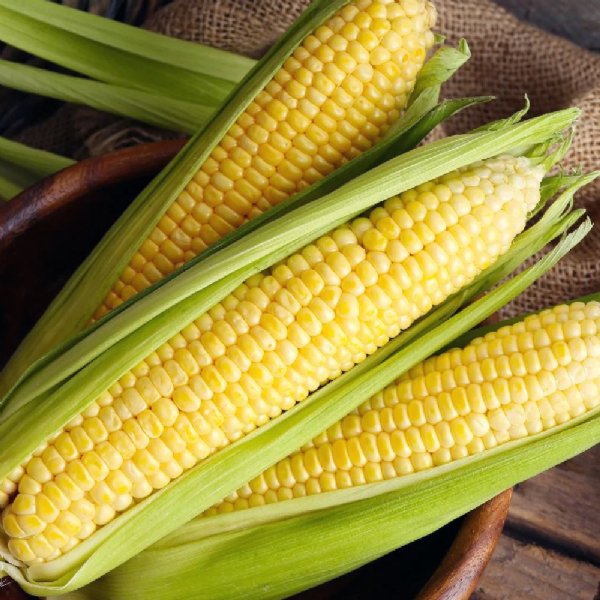 Kandy Korn Sweet Corn Seed