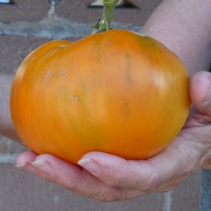 Kellogg's Breakfast Tomato Seeds