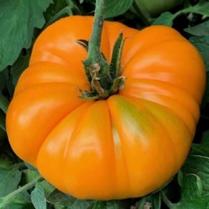 Kentucky Beefsteak Tomato Seeds