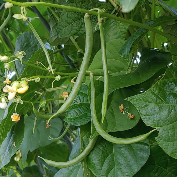 Kentucky Wonder 125 bush Bean Seed