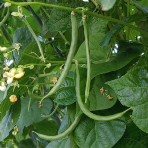 Kentucky Wonder 125 bush Bean Seed