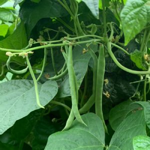 Kentucky Wonder Pole Bean Seed