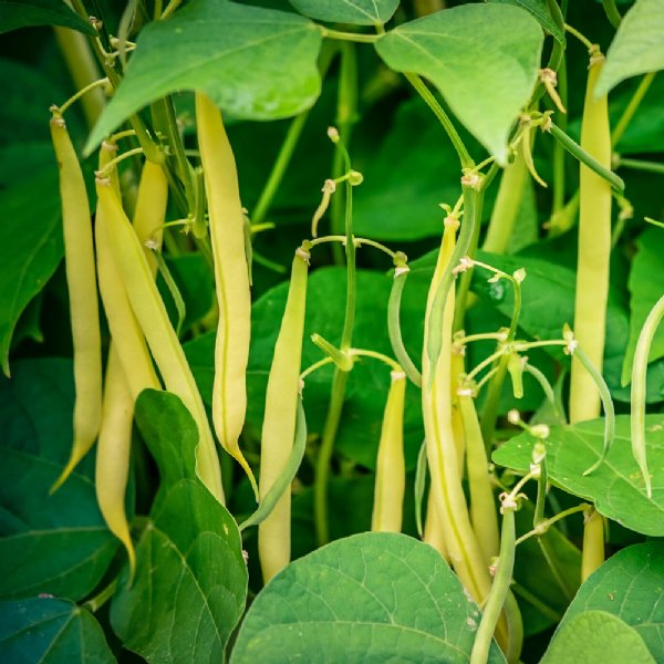 Kentucky Wonder Wax Bean Seed