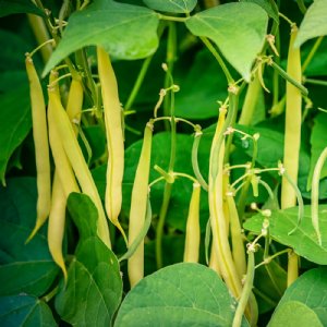 Kentucky Wonder Wax Bean Seed