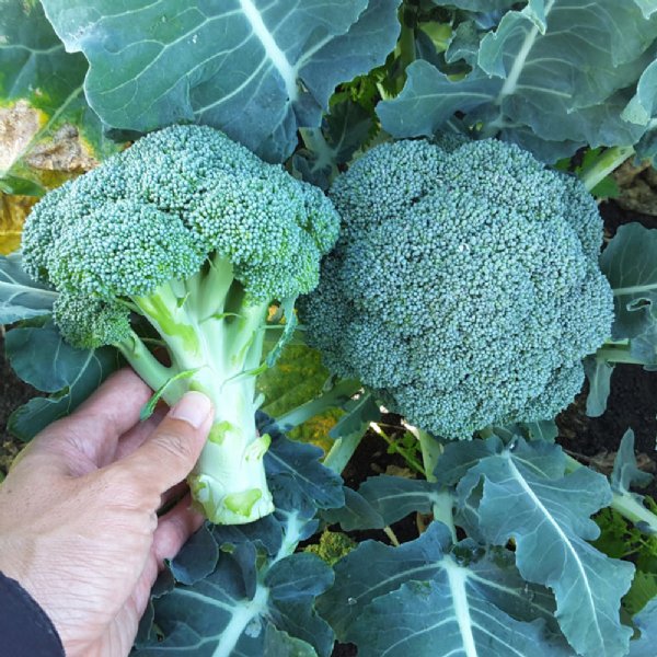 Kingdom Broccoli Seed