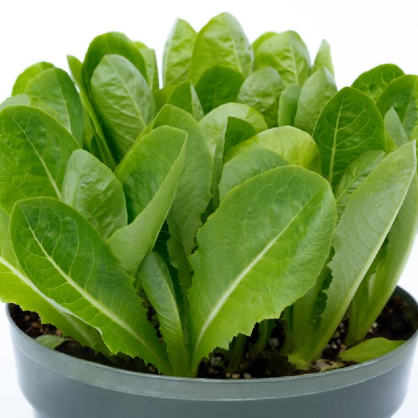 Kingpin Lettuce Seed