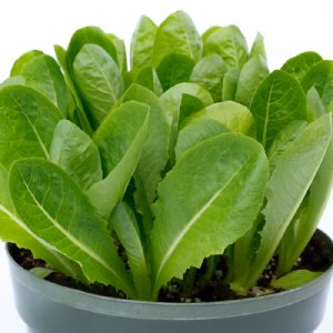 Kingpin Lettuce Seed