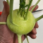 Kohlrabi Seeds