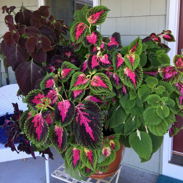 Kong Empire Mix Coleus Seed