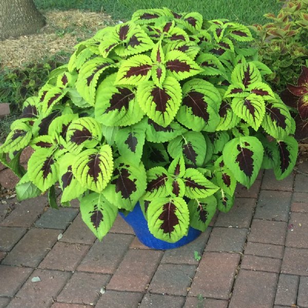 Kong Lime Sprite Coleus Seed