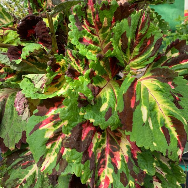 Kong Mosaic Coleus Seed