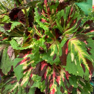 Kong Mosaic Coleus Seed