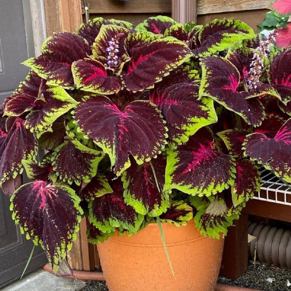 Kong Red Coleus Seed