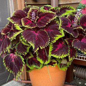 Kong Red Coleus Seed