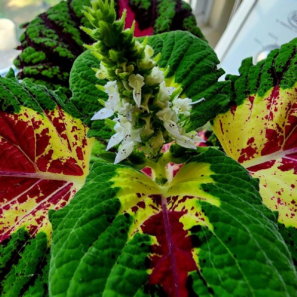 Kong Rose Coleus Seed