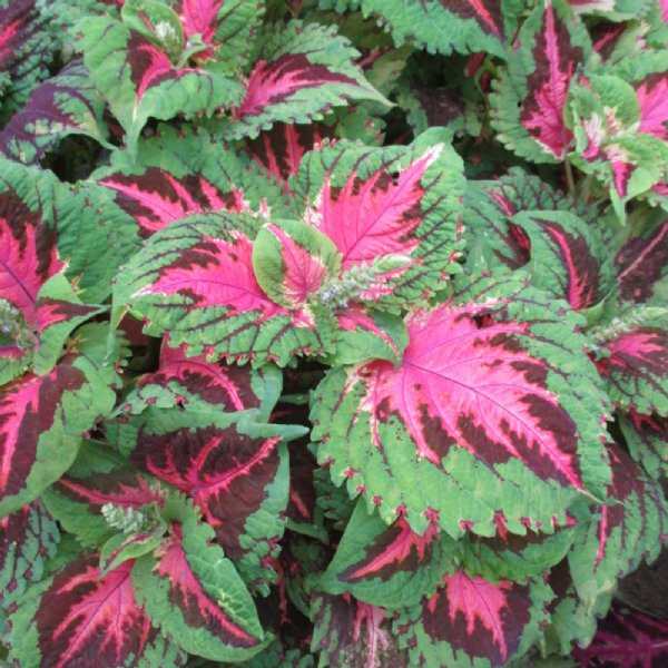 Kong Salmon Pink Coleus Seed