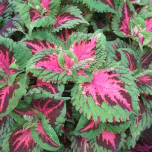 Kong Salmon Pink Coleus Seed