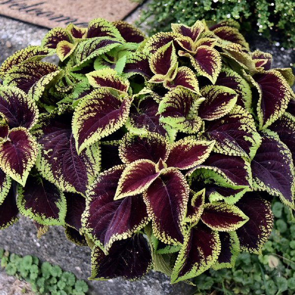 Kong Scarlet Coleus Seed