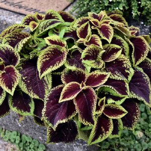 Kong Scarlet Coleus Seed