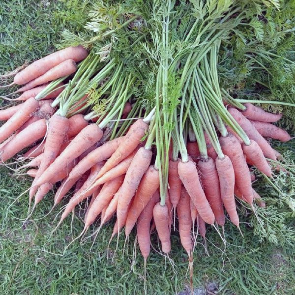 Kuroda Carrot Seed