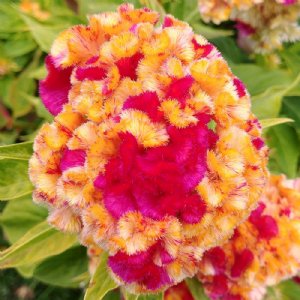 Kurume Corona Celosia Seed