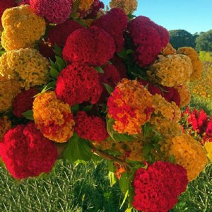 Kurume Mix Celosia Seed   