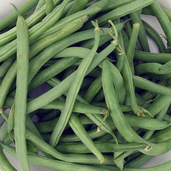 Landreth Stringless Bean Seed