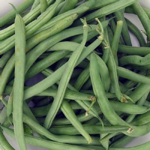 Landreth Stringless Bean Seed