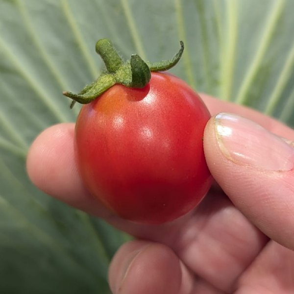 Large Red Cherry Tomato Seeds