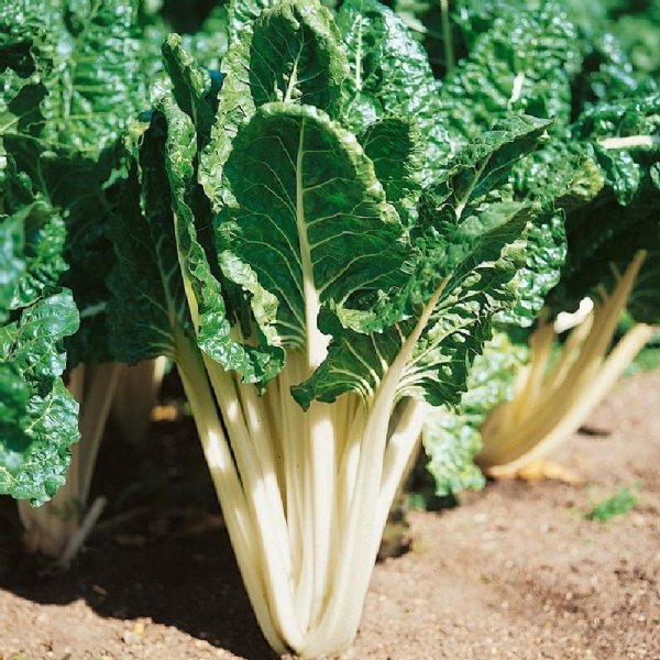 Large White Ribbed Chard Seed