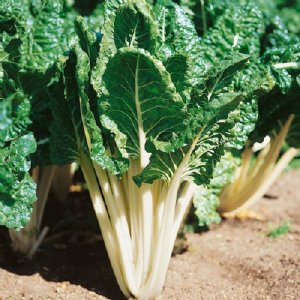 Large White Ribbed Chard Seed